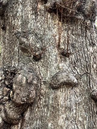 Karsten decided to look for faces in objects, so decided to name this series "Strange Faces in Peculiar Places".